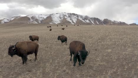 bison-up-close-grazing-in-the-mountains