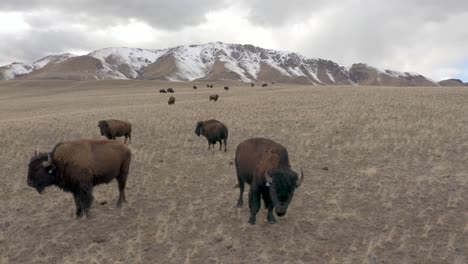 bison up close grazing in the mountains