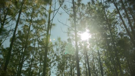 Looking-up-at-trees-in-the-forrest-2