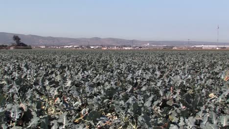 Toma-Panorámica-Del-Campo-De-Brócoli-Antes-De-La-Cosecha-En-California,-Estados-Unidos