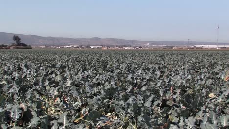 toma panorámica del campo de brócoli antes de la cosecha en california, ee.uu.
