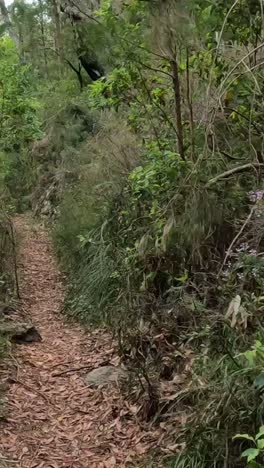 un paseo por un sendero tranquilo y boscoso