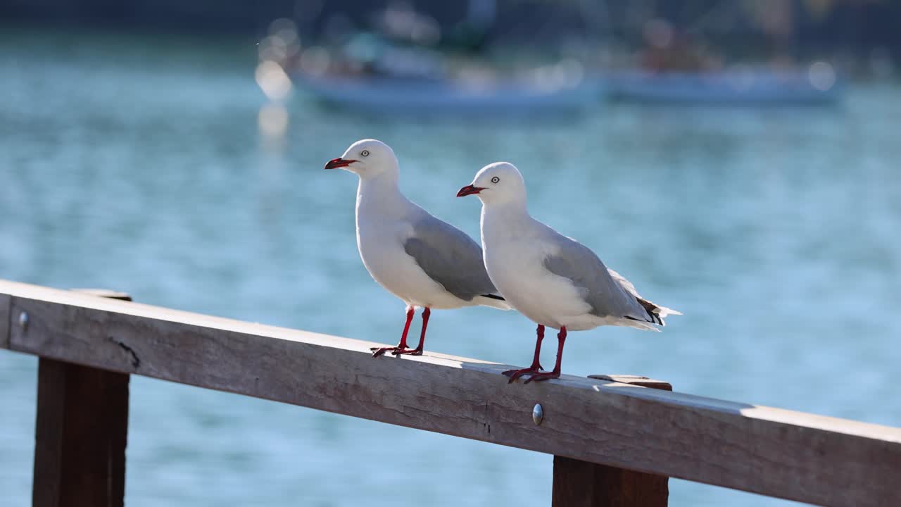 Two seagulls interact on a wooden railing by the water, with one eventually flying away