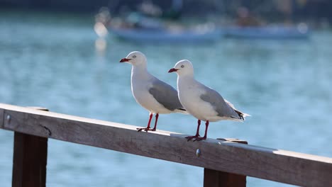 two seagulls interact on a wooden railing by the water, with one eventually flying away