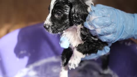 puppy bath