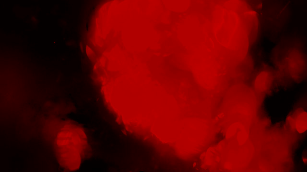 크리스마스 트리 및 크리스마스 조명, 메리 크리스마스 및 행복한 휴일, 장식 된 크리스마스 나무