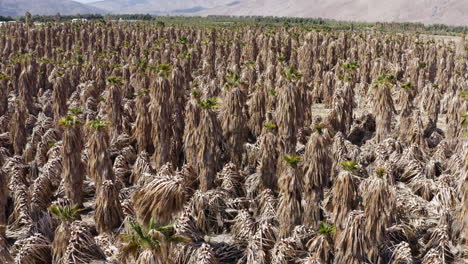 expansive palm farm with dried palm trees, aerial