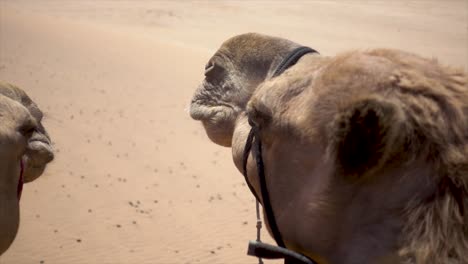 slomo de camellos africanos en el desierto de namibia