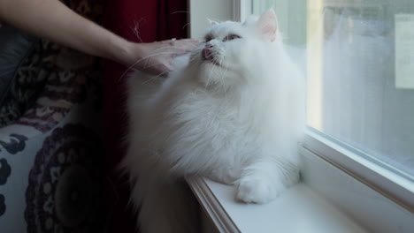 Fluffy-white-Persian-cat-sits-in-window