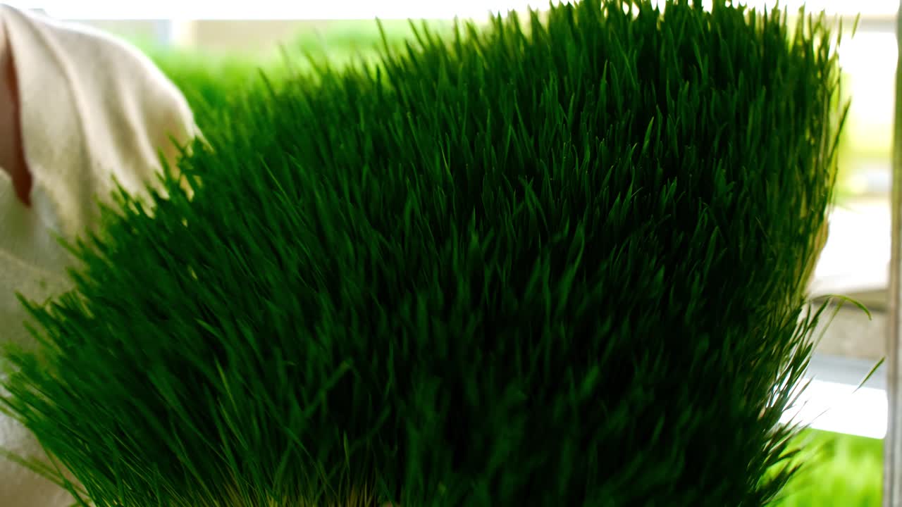 Donna con i guanti che ispeziona microgreens freschi con radici visibili