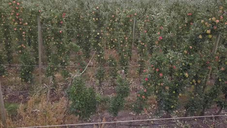 Aerial-pulls-back-from-staked-rows-of-apple-trees-in-autumn-orchard