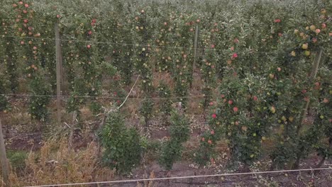 la antena se aleja de las filas de manzanos en el huerto de otoño