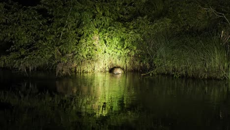 Castor-Europeo-Limpiando-Los-Bigotes-En-El-Agua-Por-La-Noche