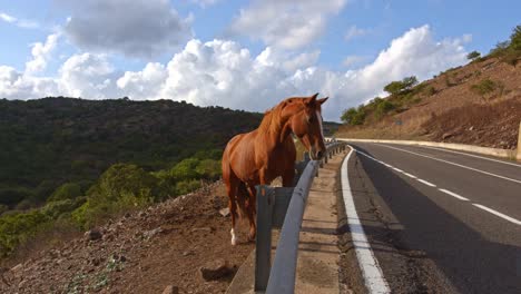 majestuoso caballo marrón mirando por encima de la valla de protección en el lado de la carretera, vista de mano