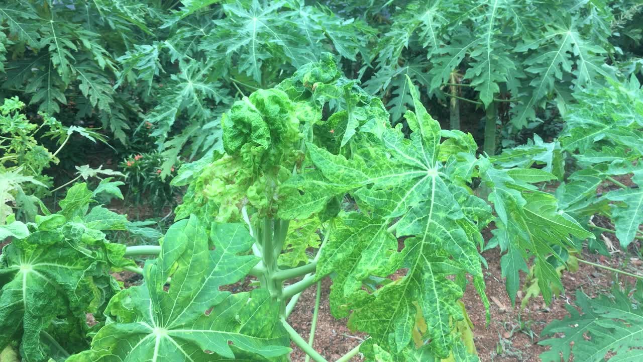 식물 해충, 파파야의 벌레