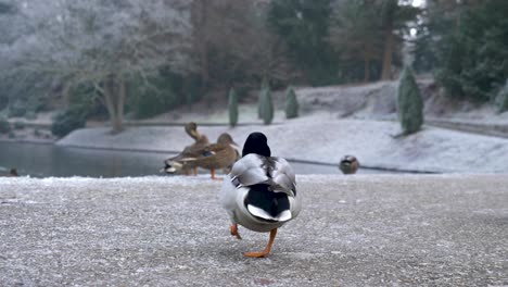 A-close-up-of-a-male-mallard-duck-on-a-cold-winter-day-walking-away