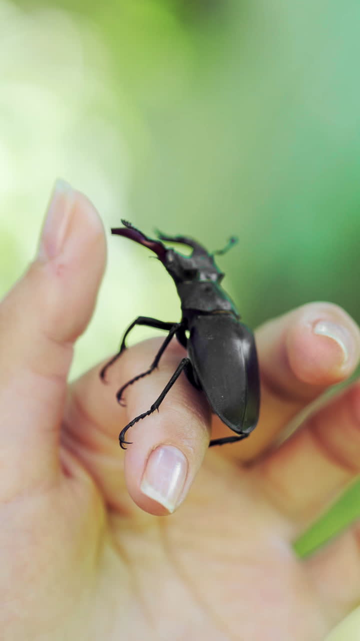 Stag beetle in hand. Lucanus cervus. Fighting beetles Vertical video