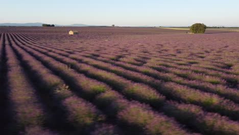 Plateau-De-Valensole-Lavendelfeld-Und-Haus-Bei-Sonnenuntergang,-Reiseziel-In-Den-Haute-Alpes-Provence-Frankreich-Luftaufnahme