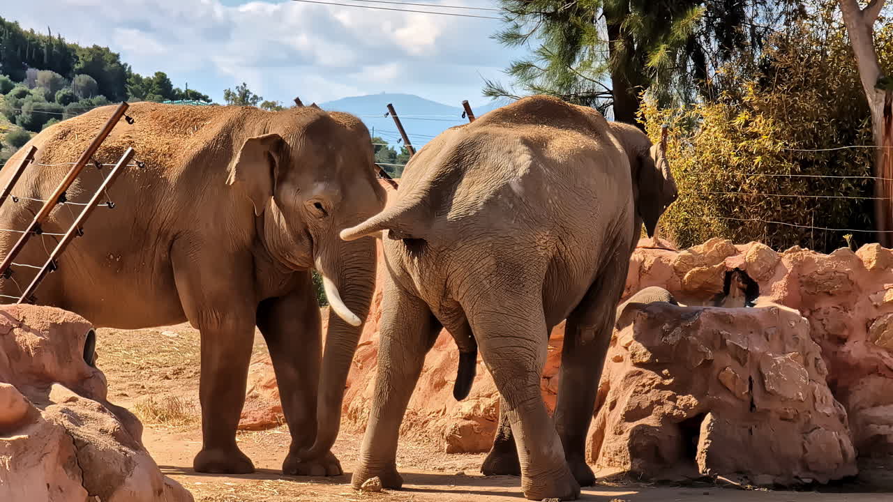 Slow motion shot of elephant couple, Asian elephant enjoy the sun - Attica park, Greece