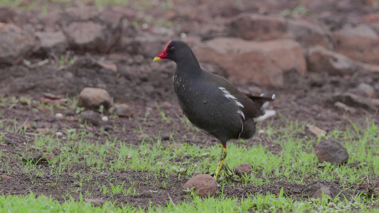polla de agua común caminando sobre hierba verde fuera del agua y mirando a su alrededor mientras hace caca