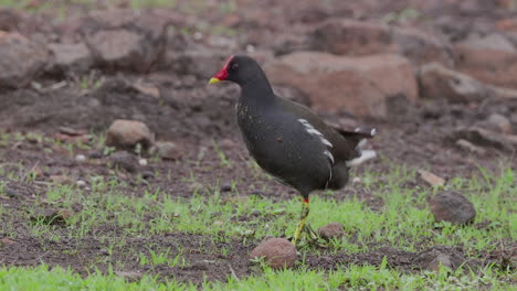 common moorhen walking on green grass outside water and looking around as it poops