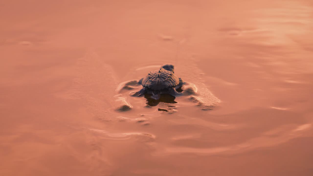 A freshly hatched baby leatherback turtle is taking its very first steps toward the waves of Pacific Ocean in Costa Rica on a romantic sandy beach near Corcovado National Park by sunset