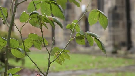 Plant-grows-outside-old-english-church