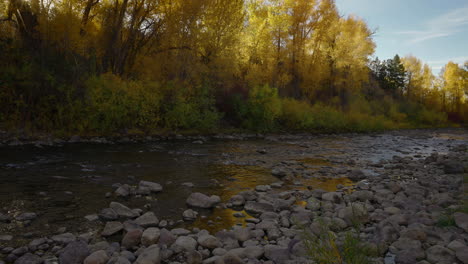 Flowing-Rocky-River-With-Dense-Birch-Trees-With-Autumn-Foliage