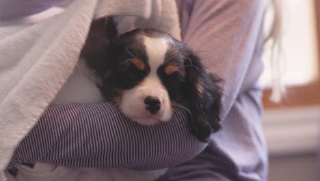 close up shot a of girl drying offf her adorable puppy with a towel