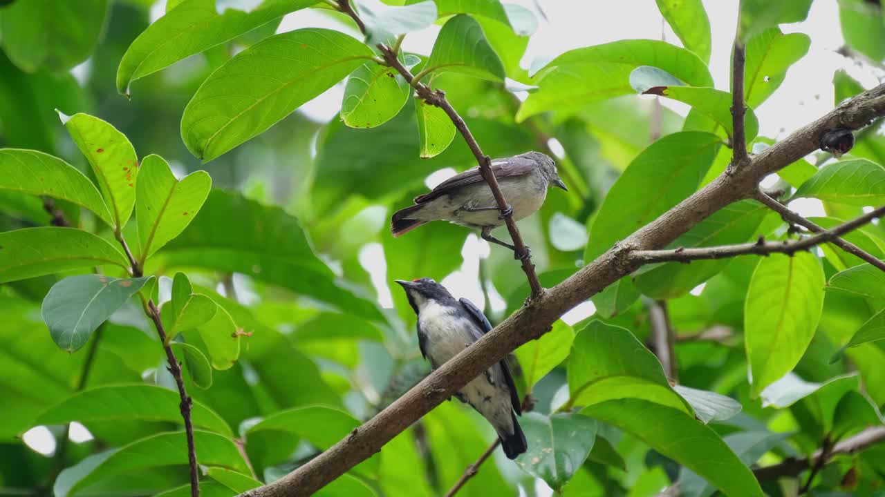macho y hembra sentados juntos mientras miran su nido, dicaeum cruentatum de espalda escarlata, tailandia