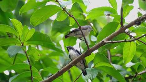 male and female perched together as they watch their nest, scarlet-backed flowerpecker dicaeum cruentatum, thailand