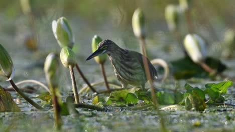 indian pond heron fishing in water lily pond