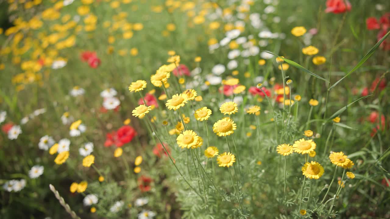 Nature close up of flowers at meadow in summer