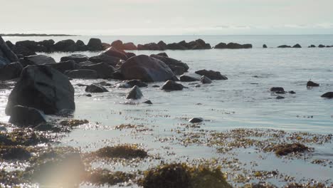 tiro inclinado hacia arriba de las olas que llegan a las rocas de la costa con vegetación flotante, visto con un destello de lente debido al sol