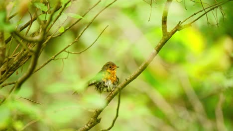 el petirrojo europeo en el bosque de friesland, países bajos, mirando hacia atrás, se da la vuelta y expande las plumas.