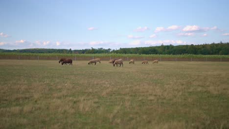 sheep grazing on the grass in a fenced pasture during summer on a farm