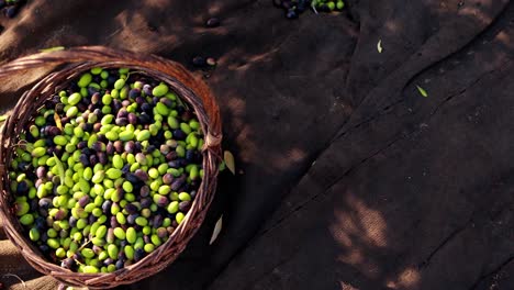 Close-up-of-fresh-olives-in-basket-4k