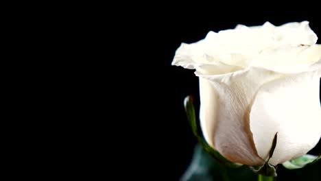 rosa blanca girando lentamente sobre un fondo negro