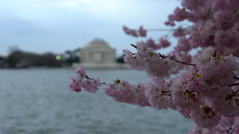 Los-Cerezos-En-Flor-De-Washington-DC-En-Tidal-Basin:-Un-Tranquilo-Paisaje-Primaveral-Con-Serenas-Vistas-Al-Mar,-Perfecto-Para-Amantes-De-La-Naturaleza,-Entusiastas-De-Los-Viajes-Y-Creadores-De-Contenido.