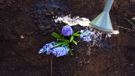 watering with a watering can recently planted lilac flowers in a recently dug garden