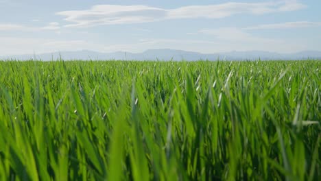 Static-slow-motion-shot-of-young-wheat-green-fields-sunny-spring-day