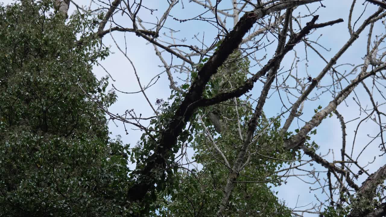 樹木和植物在大自然的風中移動