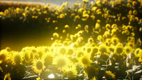 girasoles floreciendo a finales del verano