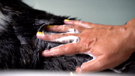 washing a black dog