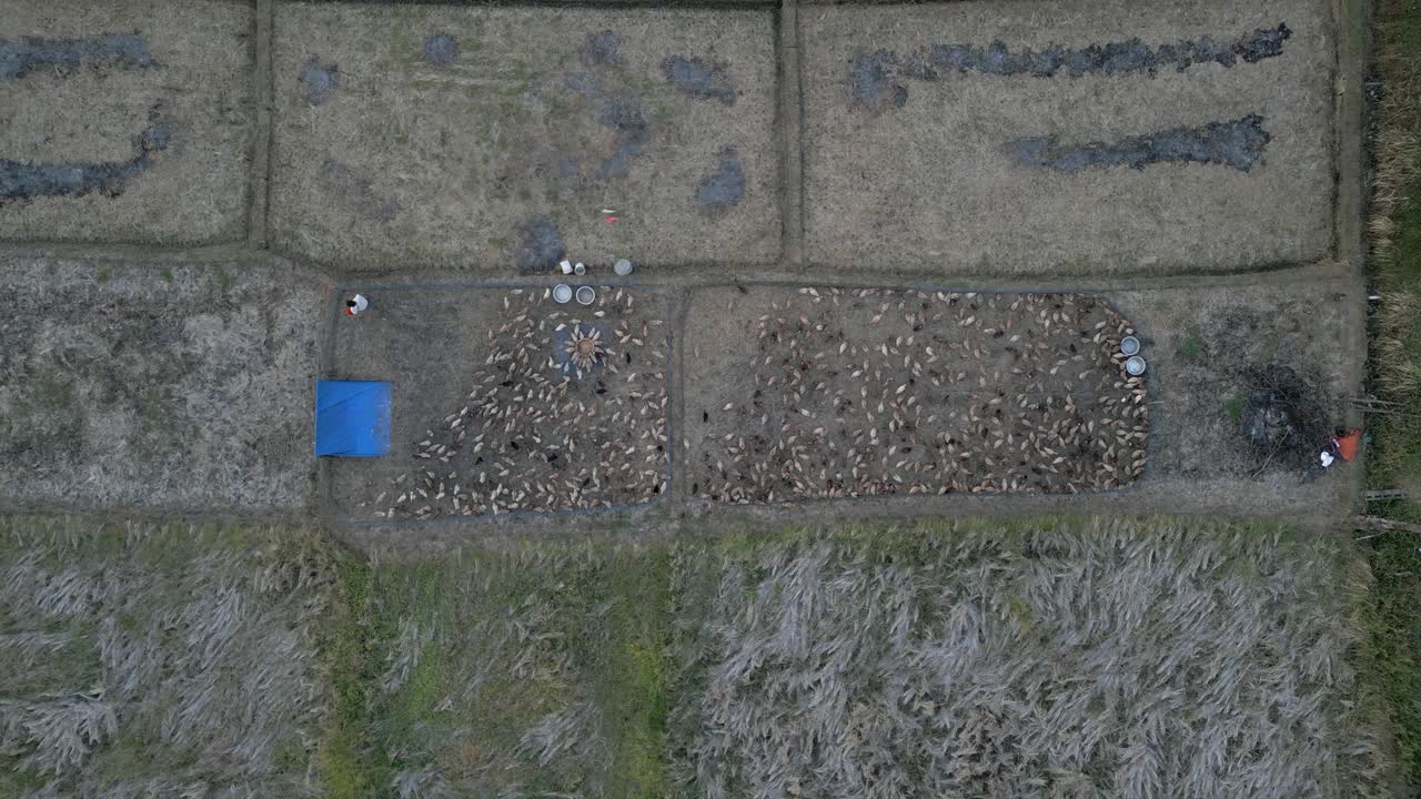Bird's eye view of poultry farmer in Asia tending to turkeys in pen