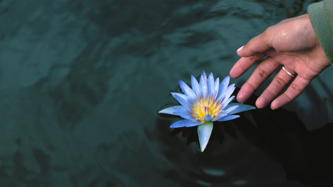 Primo piano di una mano che si protende verso un fiore galleggiante
