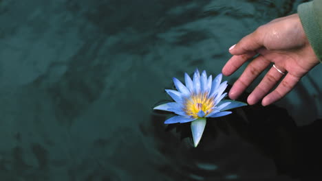 nahaufnahme einer hand, die nach einer schwimmenden blume greift