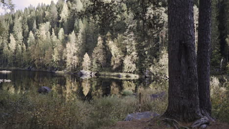 Walking-around-a-tree,-to-a-calm-river,-surrounded-by-colorful-autumn-nature,-at-a-sunny-fall-evening,-in-Finland