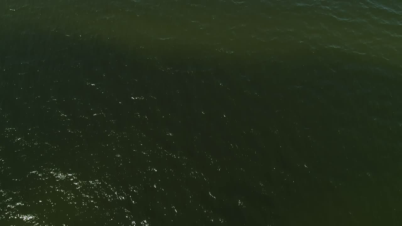 pájaros voladores vistos contra las olas del mar