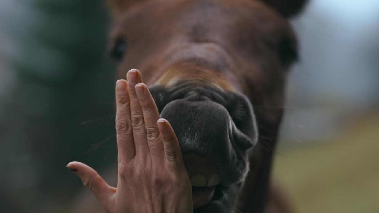 close up woman gives her palm for big brown horse. animal funny tries to lick female hand. animal and human friendship, care and tenderness